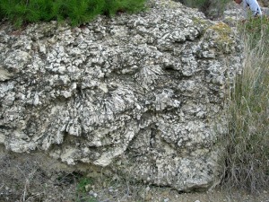 Vista de un yacimiento de corales miocenos de Mula 
