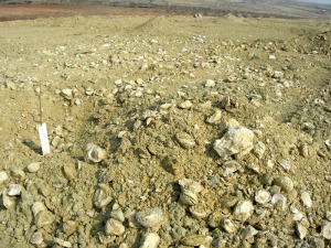 Yacimiento de ostreidos del Mioceno roturado para instalar cultivos 