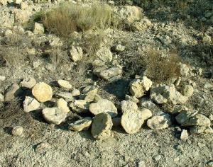 Detalle de un yacimiento de Clypeaster de Lorca, tras ser roturado para una repoblacin forestal 