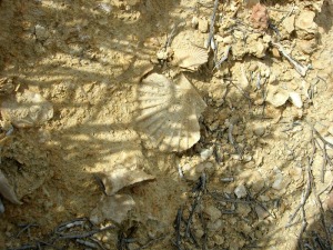 Detalle de un yacimiento mioceno de pectnidos y braquipodos 