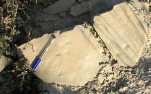Los yacimientos de huellas son comunes en Murcia. En la foto, huellas de aves de hace unos seis millones de aos. Molina de Segura 