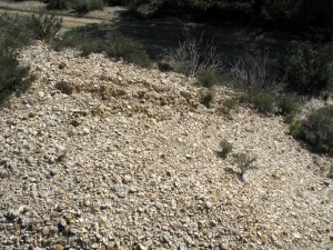 Es comn encontrar en Murcia relieves formados nicamente por fsiles. En la foto una alta concentracin de pequeas ostras. Sierra de Columbares 