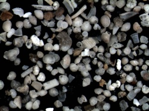 Las margas marinas de Murcia tienen fsiles microscpicos. Antigua biodiversidad del plancton que los gelogos la utilizan para datar las rocas. Foraminferos del pueblo de Aledo 