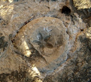 Detalle de un erizo, presente en el hard ground del Charcn 