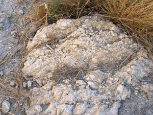 Roca que contiene gran cantidad de algas marinas 