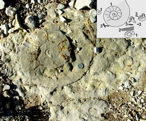 Fondo endurecido con secciones de ammonites (1), atractites (2) y belemnites (3) 