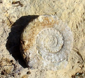 Ammonites localizado en el borde de la dolina 