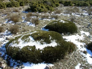 Las formaciones de cojn de monja o de pastor (piornal) son tpicas en zonas muy fras de la Regin de Murcia 