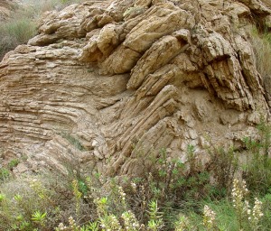 Pliegue en los materiales paleozoicos de la baha de Portmn 