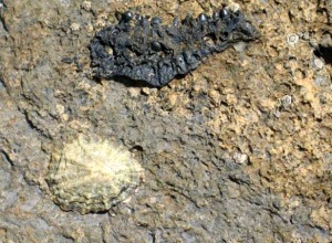 Una mandbula de un pez del Jursico y una lapa actual. Playa de Asturias. En las rocas, en la diversidad paleontolgica, estn las claves de la evolucin de la biodiversidad 