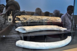 Colmillos de elefantes antiguos antiguos, siglo VI AC 