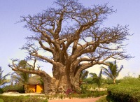 Baobab