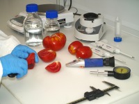 Pruebas de tomates en laboratorio.