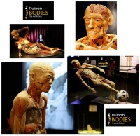 Human bodies