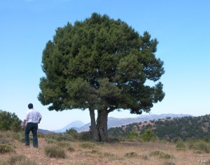 Loma de las Cabellas, Sierra de Villafuerte (Moratalla)