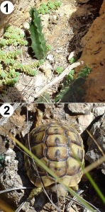 Ejemplares de chumberillo de lobo (Caralluma europaea) planta exclusiva del  norte de frica y Almera- Murcia.2- Ejemplar juvenil de tortuga mora (Testudo graeca)