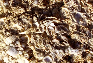 Detalle de una lumaquela de bivalvos del Pleistoceno