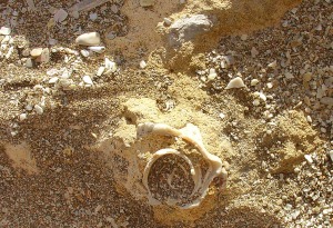 Areniscas pleistocenas con restos de Strombus, que indican un periodo interglaciar (clido)