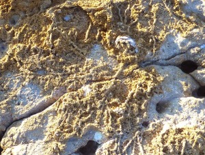 Galeras de invertebrados (bioturbaciones) marinos fosilizadas en las areniscas pleistocenas