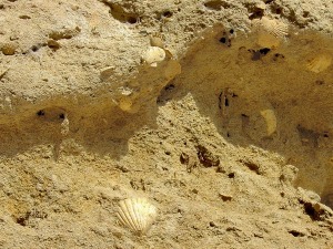 Las areniscas amarillas del Plioceno, que suelen contener numerosos restos de pectnidos y braquipodos, constituyen el relleno ms antiguo de la depresin de Cope