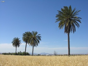 Valle del Guadalentn o Sangonera (Murcia)