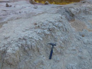 Detalle de rizolitos, huellas de races en un medio palustre del Mioceno terminal
