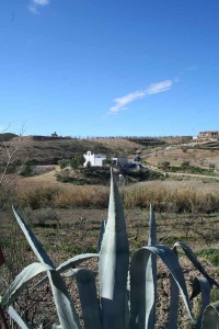 Aloe vera en Tirieza Baja Lorca 