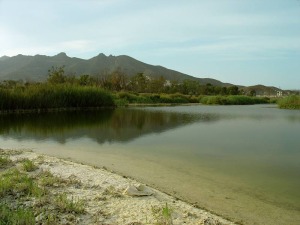 La laguna salobre de la rambla de las Moreras constituye un humedal de gran riqueza ornitolgica. Obsrvese el yeso (color blanco) precipitado en sus orillas 
