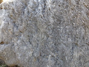 Entre las margas eocenas se intercalan bancos de calizas ricas en foraminferos gigantes, principalmente nummulites  