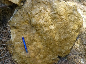 Detalle de una caliza nummultica del Eoceno de  Somogil  