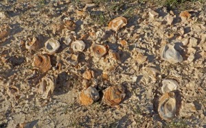 Detalle de las margas lagunares con ostras 