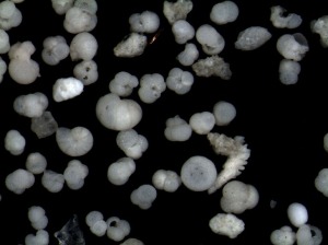 Foraminferos bentnicos y planctnicos (globigernidos) extrados de una marga tortoniense de Lorca.