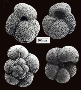 Foraminferos planctnicos del Tortoniense superior de Lorca: Arriba Globogirenoides extremus. Abajo Neoglobocuadrina humerosa.