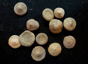 Las orbitolinas son foraminiferos bentnicos muy comunes en las rocas prebticas del Cretcico inferior de Murcia. El dimetro de los ejemplares es de unos 5 mm