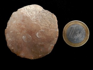 Nummulites millecaput de Eoceno de Sierra Espua.