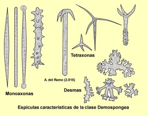 Esquema de los principales tipos de espculas grandes (megaescleras) que presentan las esponjas de la clase Demospongea