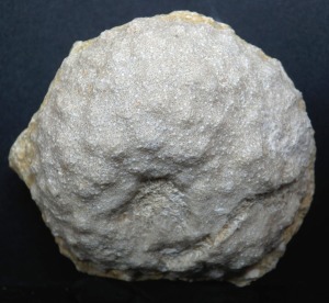 Ejemplar de esponja de la clase calcarea del Tortoniense de Molina de Segura.