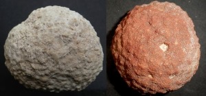 Ejemplares de esponjas de la clase calcarea del Tortoniense de Mula