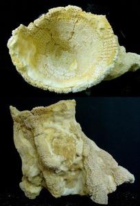 Hexactinellido del gnero Laocaetis (sin: Craticularia) del Tortoniense de Pliego