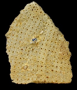 Fragmento de un hexactinellido del gnero Laocaetis, donde se observan los poros exhalantes.