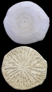 Vista superior e inferior de un hexactinellido del gnero Coeloptychium. Ejemplar de la coleccin del rea de Geologa y Edafologa de la Universidad de Murcia