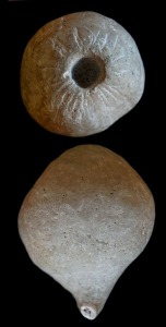 Esponja de la clase calcarea (Porosphaera globularis) del Cretcico superior. Coleccin del rea de Geologa de la Universidad de Murcia