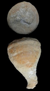 Esponja de la clase calcarea del Mioceno superior de Murcia. Coleccin del rea de Geologa de la Universidad de Murcia