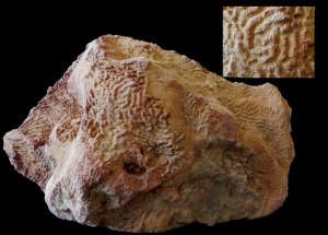 Fragmento de una colonia de Diplogyra del Cretcico inferior de Moratalla