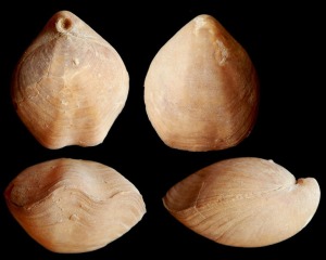 Braquipodo terebratuliforme del Plioceno de guilas. Arriba: vistas dorsal y ventral. Abajo vistas anterior y lateral.
