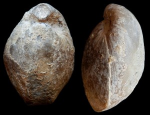 Terebratula sp. del Tortoniense de Ceut. De izquierda a derecha: valvas dorsal y ventral.