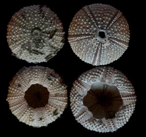 Caparazones de dos equinoideos regulares muy comunes en el litoral murciano. A la izquierda Paracentrotus lividus. A la derecha Arbacia lixula. 