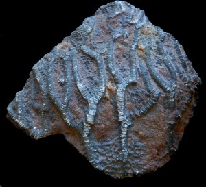 Blastoideo fistuliprido del Ordovcico de Marruecos.
