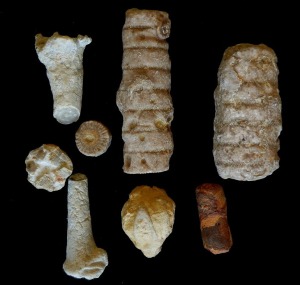 Fragmentos de crinoideos del Cretcico inferior de Fortuna.