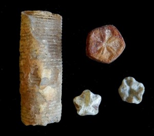 Fragmentos de crinoideos del Cretcico inferior de Cehegn.